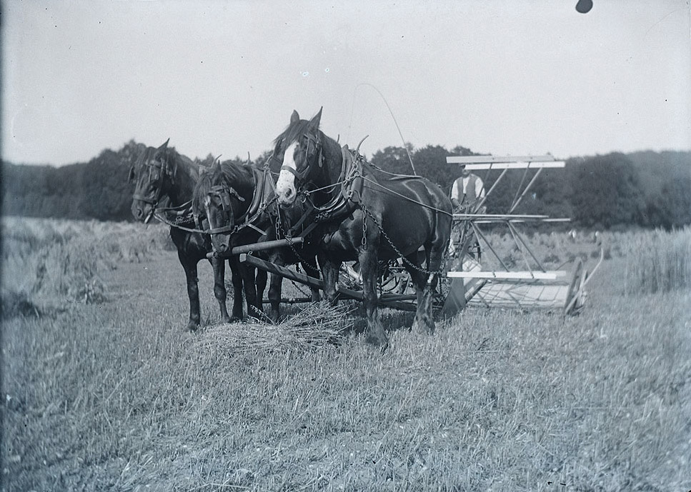 Farming around 1900 (Wikimedia Commons)
